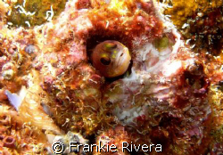 Blenny @ Isabela Island, Galapagos, IS. Ecuador by Frankie Rivera 